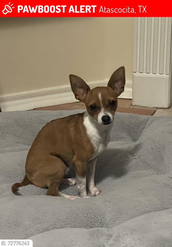 Lost Male Dog last seen Atascocita Road, Atascocita, TX 77346