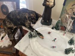 Lost Female Cat last seen Between Avon and flower. With many travels to academy, Metairie, LA 70003