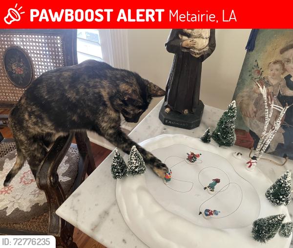 Lost Female Cat last seen Between Avon and flower. With many travels to academy, Metairie, LA 70003