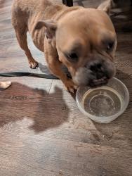 Found/Stray Female Dog last seen Innovation, Baton Rouge, LA 70820