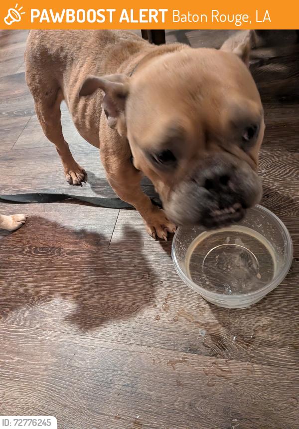 Found/Stray Female Dog last seen Innovation, Baton Rouge, LA 70820