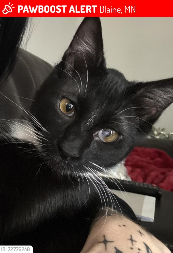Lost Female Cat last seen 125th NE, Blaine, MN 55449