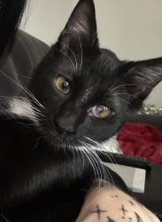 Lost Female Cat last seen 125th NE, Blaine, MN 55449