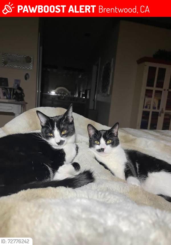 Lost Male Cat last seen San Jose ave , Brentwood, CA 94513