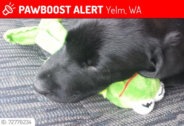 Lost Male Dog last seen Clearwood, Yelm, WA 98558