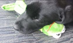 Lost Male Dog last seen Clearwood, Yelm, WA 98558