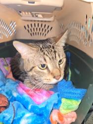 Found/Stray Female Cat last seen Oklahoma and Forest , Milwaukee, WI 53215
