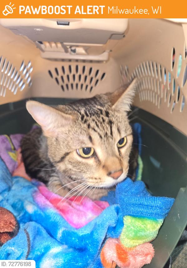 Found/Stray Female Cat last seen Oklahoma and Forest , Milwaukee, WI 53215