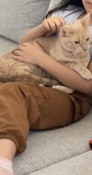 Lost Female Cat last seen Elmwood and Illinois, Aurora, IL 60506