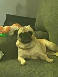 Lost Male Dog last seen Fm 55 and few miles off Hwy.77, Waxahachie, TX 75167