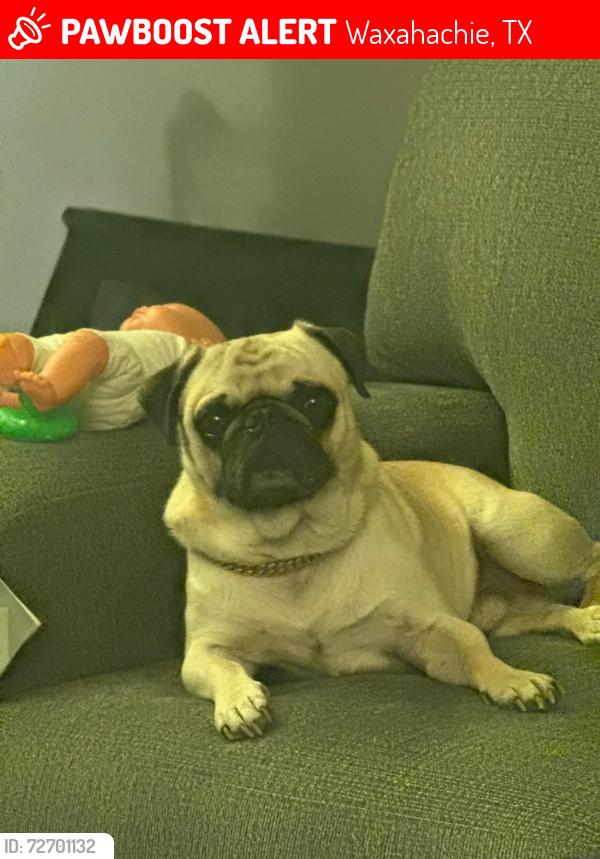 Lost Male Dog last seen Fm 55 and few miles off Hwy.77, Waxahachie, TX 75167