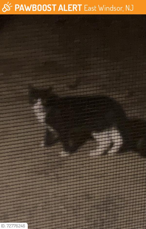Found/Stray Unknown Cat last seen Between buildings 1 and 2 and around pack fence of pool. Hanging around our patio for at least a week. Seems friendly. , East Windsor, NJ 08512