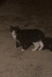 Found/Stray Unknown Cat last seen Between buildings 1 and 2 and around pack fence of pool. Hanging around our patio for at least a week. Seems friendly. , East Windsor, NJ 08512