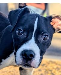 Found/Stray Male Dog last seen Escalente and Pantano  Lower Lincoln Park, Tucson, AZ 85730