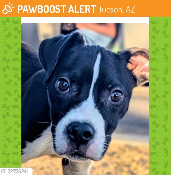 Found/Stray Male Dog last seen Escalente and Pantano  Lower Lincoln Park, Tucson, AZ 85730