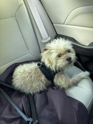 Found/Stray Unknown Dog last seen Scooters on North Mount Juliet Road, Mt. Juliet, TN 37122