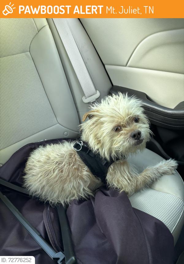 Found/Stray Unknown Dog last seen Scooters on North Mount Juliet Road, Mt. Juliet, TN 37122
