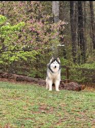 Lost Male Dog last seen Last seen around northcliffe area , Spring Hill, FL 34608