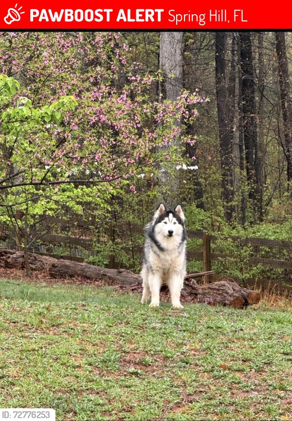 Lost Male Dog last seen Last seen around northcliffe area , Spring Hill, FL 34608