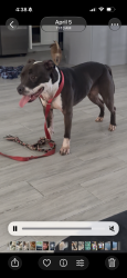 Lost Female Dog last seen Between lake hatchineha rd & marigold ave, Kissimmee, FL 34759