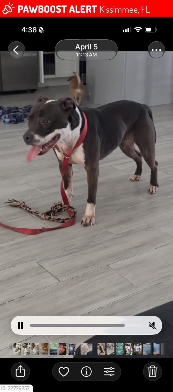 Lost Female Dog last seen Between lake hatchineha rd & marigold ave, Kissimmee, FL 34759