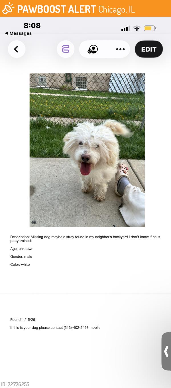 Found/Stray Male Dog last seen Fullerton and grand, Chicago, IL 60639