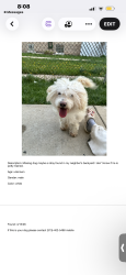 Found/Stray Male Dog last seen Fullerton and grand, Chicago, IL 60639
