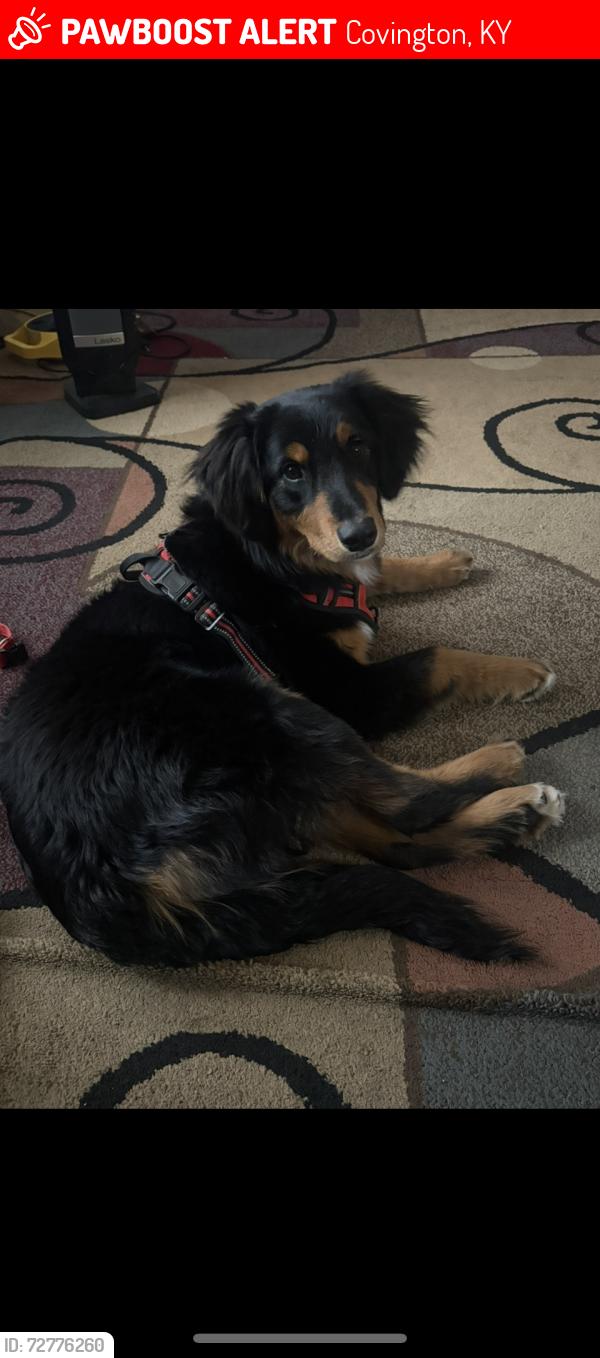 Lost Female Dog last seen Near w pike st , Covington, KY 41011