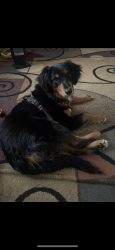 Lost Female Dog last seen Near w pike st , Covington, KY 41011