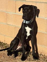 Lost Female Dog last seen Greenway st and Aleppo , Tucson, AZ 85714