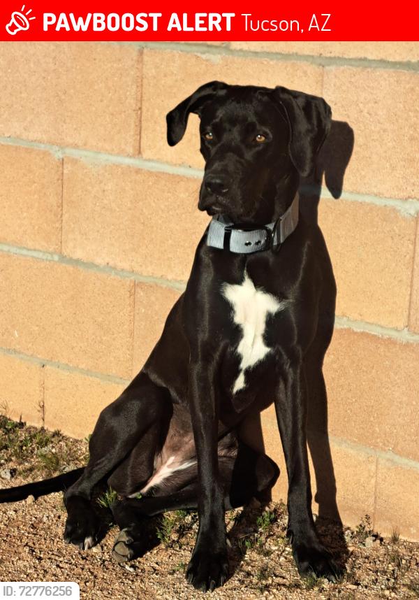 Lost Female Dog last seen Greenway st and Aleppo , Tucson, AZ 85714