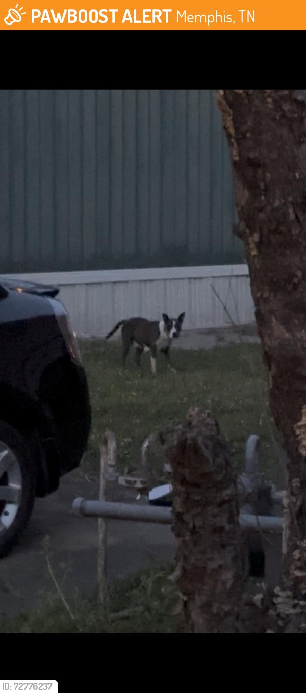 Found/Stray Female Dog last seen Wheel est , Memphis, TN 38106