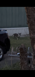Found/Stray Female Dog last seen Wheel est , Memphis, TN 38106