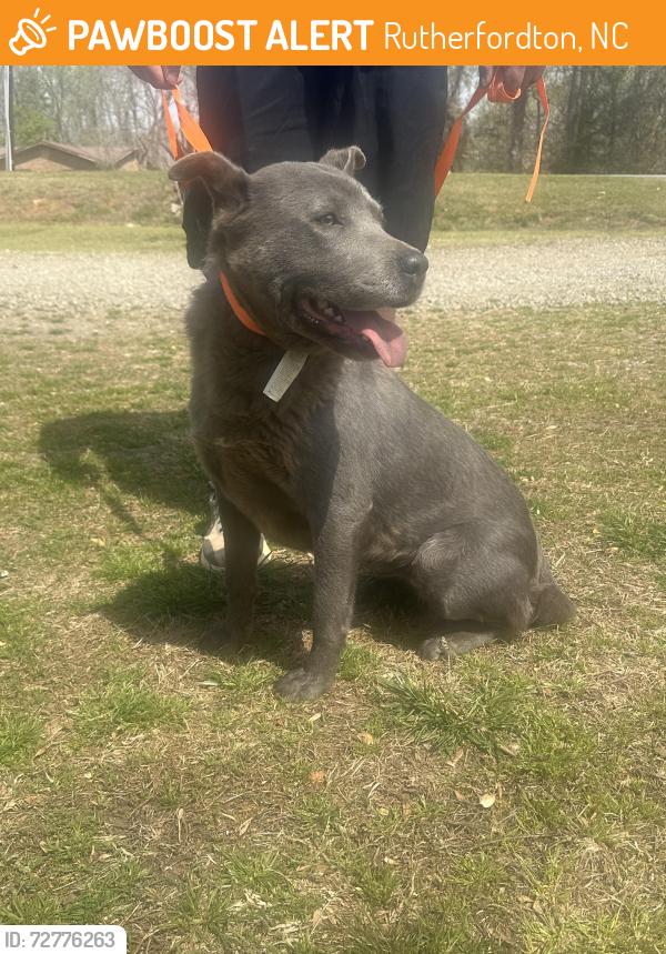 Found/Stray Female Dog last seen Highway 108, Rutherfordton, NC 28139