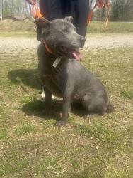 Found/Stray Female Dog last seen Highway 108, Rutherfordton, NC 28139