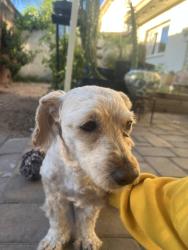 Lost Male Dog last seen 16th and Utopia Rd, Phoenix, AZ 85024