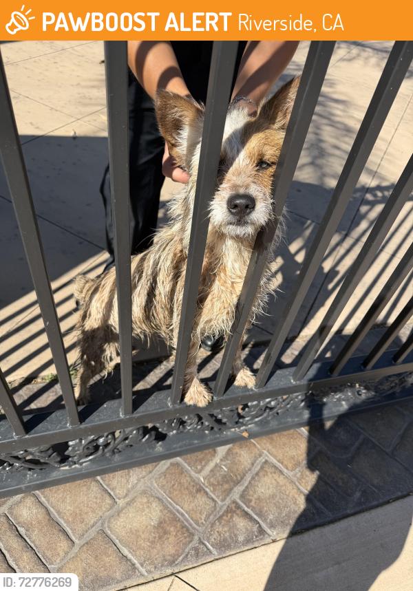 Found/Stray Female Dog last seen Irving at and the gage Canel , Riverside, CA 92504