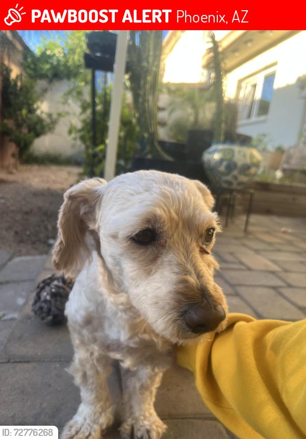 Lost Male Dog last seen 16th and Utopia Rd, Phoenix, AZ 85024