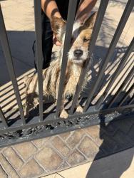 Found/Stray Female Dog last seen Irving at and the gage Canel , Riverside, CA 92504