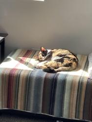 Lost Female Cat last seen Redwood Rd and Crossroads Blvd, Saratoga Springs, UT 84045
