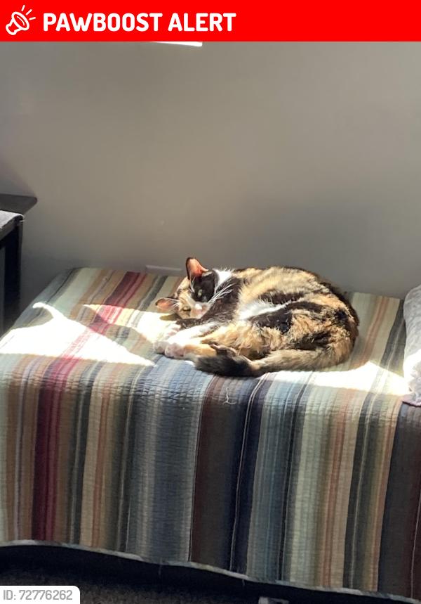 Lost Female Cat last seen Redwood Rd and Crossroads Blvd, Saratoga Springs, UT 84045