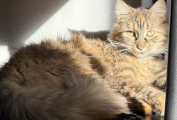 Lost Female Cat last seen Sw 9th Papa johns , Des Moines, IA 50315