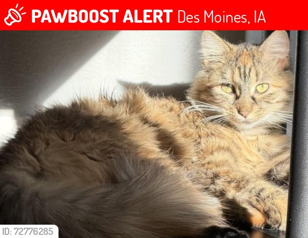 Lost Female Cat last seen Sw 9th Papa johns , Des Moines, IA 50315