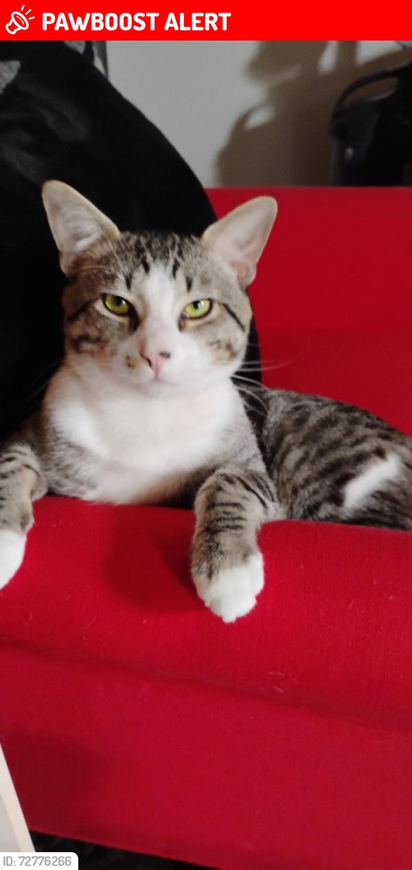 Lost Male Cat last seen Palmer park and circle The rustic roost , Colorado Springs, CO 80909