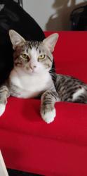 Lost Male Cat last seen Palmer park and circle The rustic roost , Colorado Springs, CO 80909