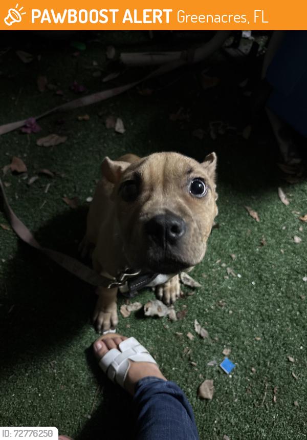 Found/Stray Male Dog last seen Greenacres fl, Greenacres, FL 33463