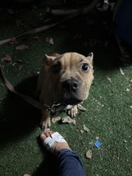 Found/Stray Male Dog last seen Greenacres fl, Greenacres, FL 33463