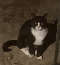 Found/Stray Unknown Cat last seen Between buildings 1 and 2 at Windsor Commons, and around fence behind pool. , East Windsor, NJ 08512