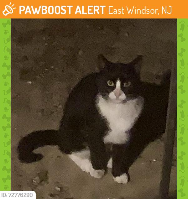 Found/Stray Unknown Cat last seen Between buildings 1 and 2 at Windsor Commons, and around fence behind pool. , East Windsor, NJ 08512