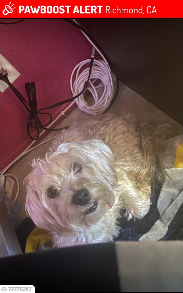 Lost Male Dog last seen He likes to visit the park across the street from Kennedy High school , Richmond, CA 94804